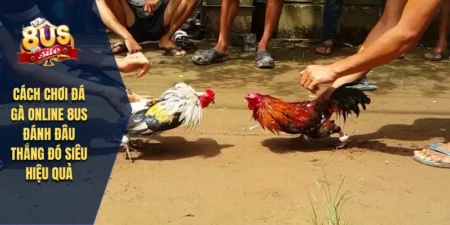 Cách Chơi Đá Gà Online 8US