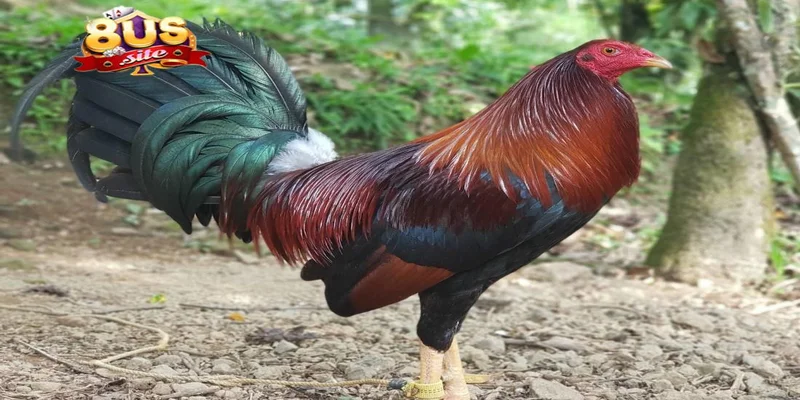 Tầm quan trọng của cách nạp carbo cho gà đá 8US