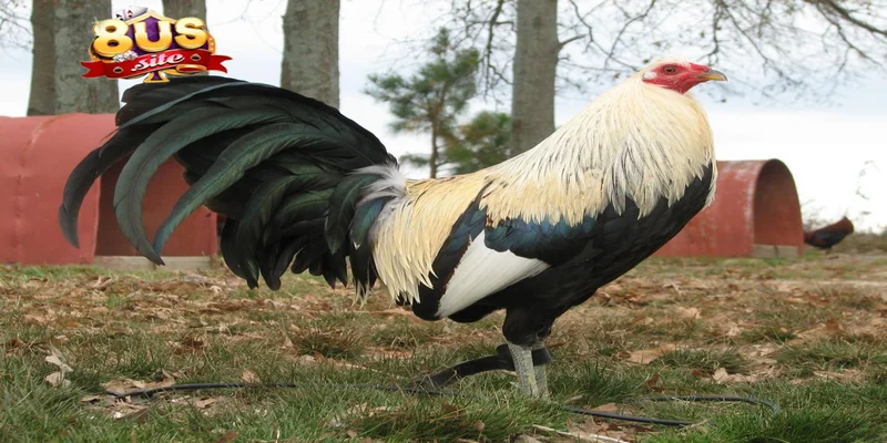 Lưu ý về cách nạp carbo cho gà đá 8US