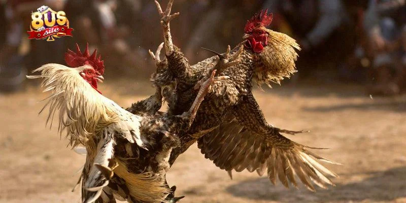 Hướng dẫn tham gia cá cược đá gà 8US