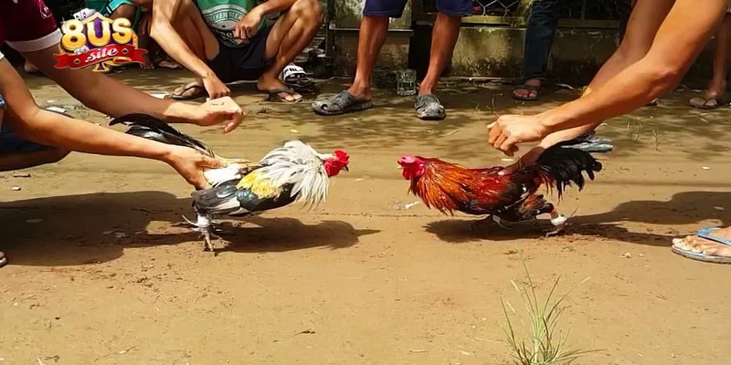 Các khuyến mãi hấp dẫn dành cho người chơi đá gà 8US